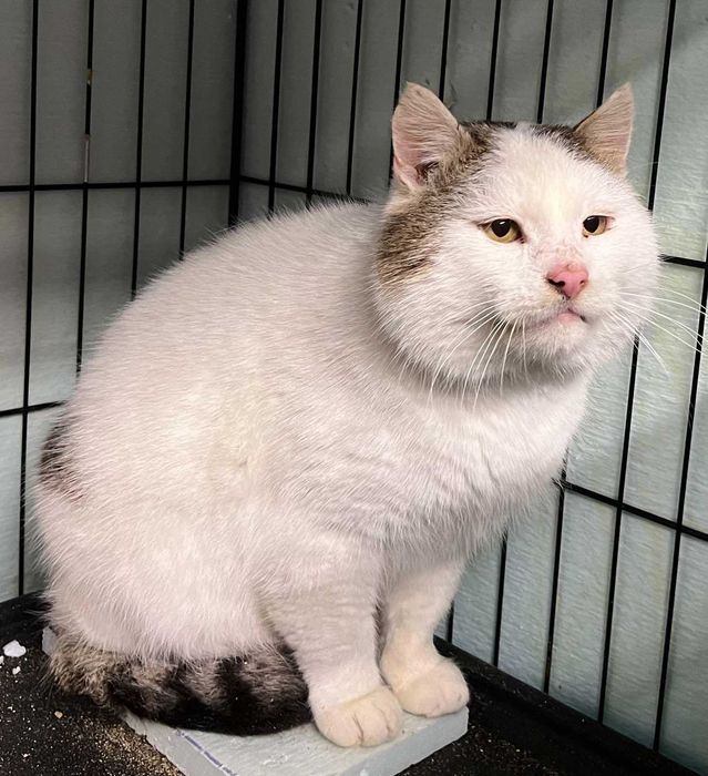 Котик Бушик в добрі руки