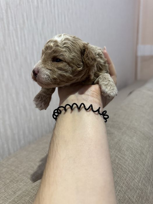 Дівчатка мальтіпу