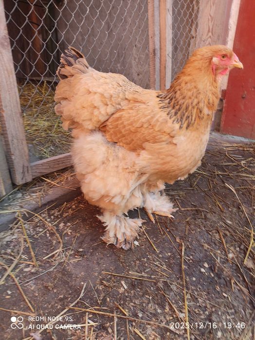 Продам кури Брама Палева, сім'я півня