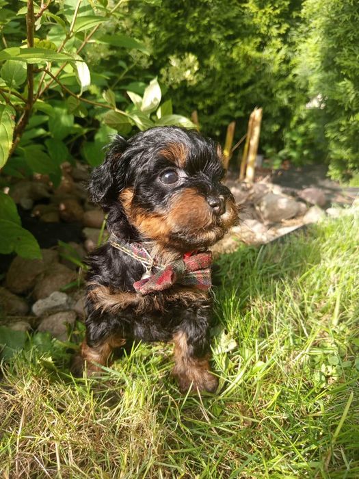 Maltipoo/Hawapoo f1 piękna dziewczynka