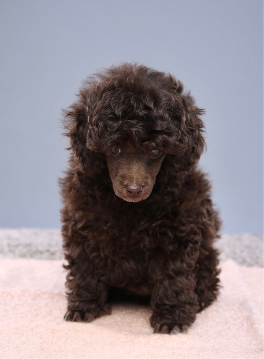 TRUFFLE хлопчик той пудель шоколад