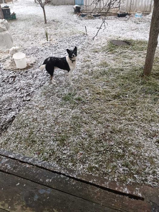 Зник пес. Допоможіть знайти!