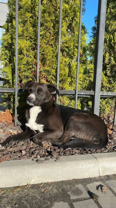 Молода собака в добрі руки