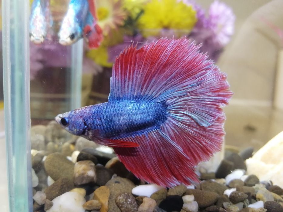 Подарунок - Королівська рибка в акваріумі на 5 л