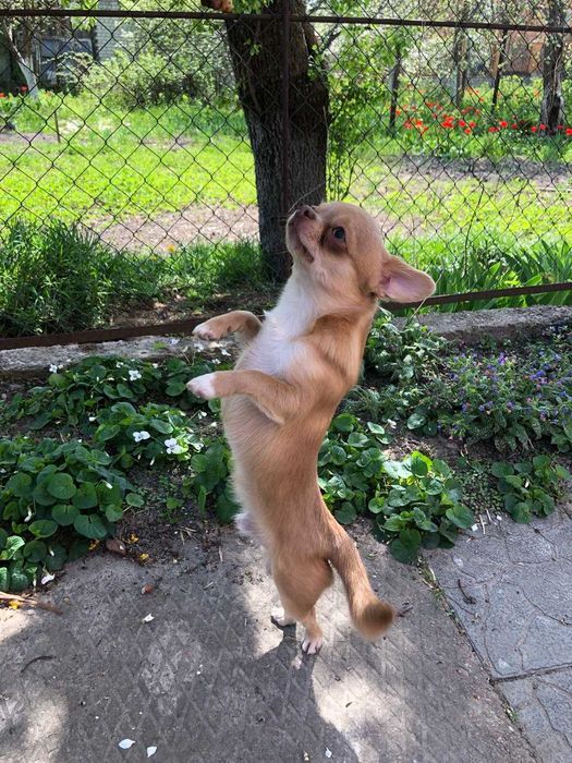 Молоденький хлопчик чихуахуа чекає на наречену