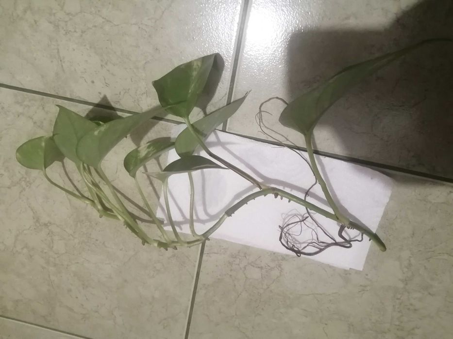 Szczepka  Epipremnum Aureum.