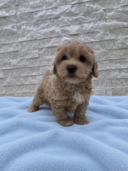 Piesek maltipoo, szczeniak, testy genetyczne, lamblie