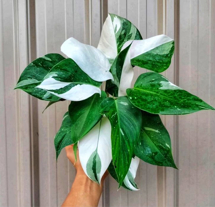 philodendron - купити кімнатні рослини - Ціна на OLX.ua