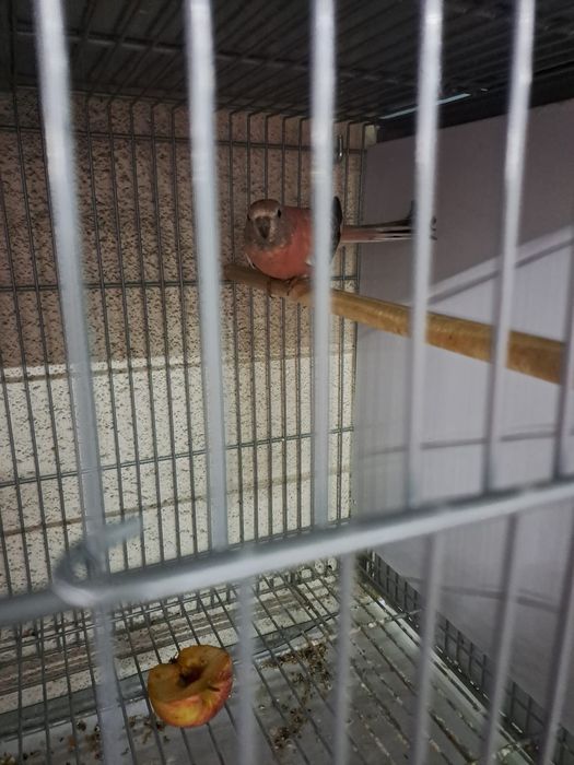 Vendo vários tipos de pássaros