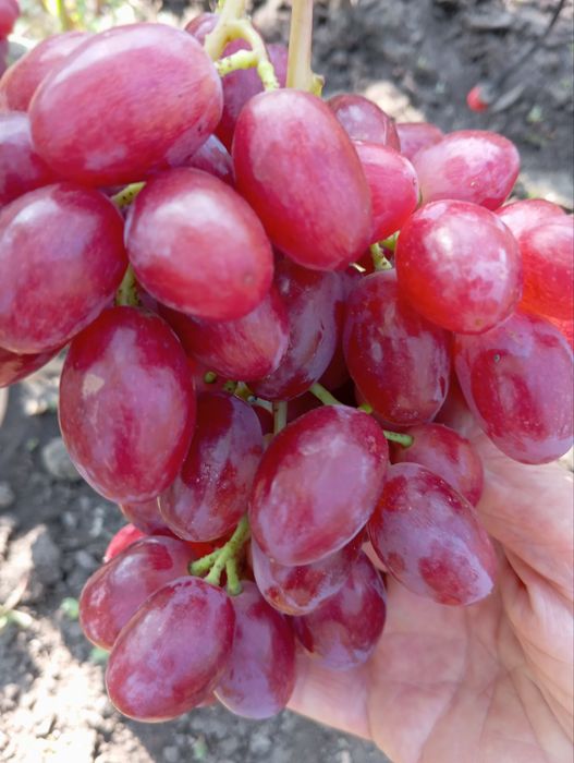 Саженцы винограда аватар. жолтый великан.эльдорадо.алинка.150 сортов.