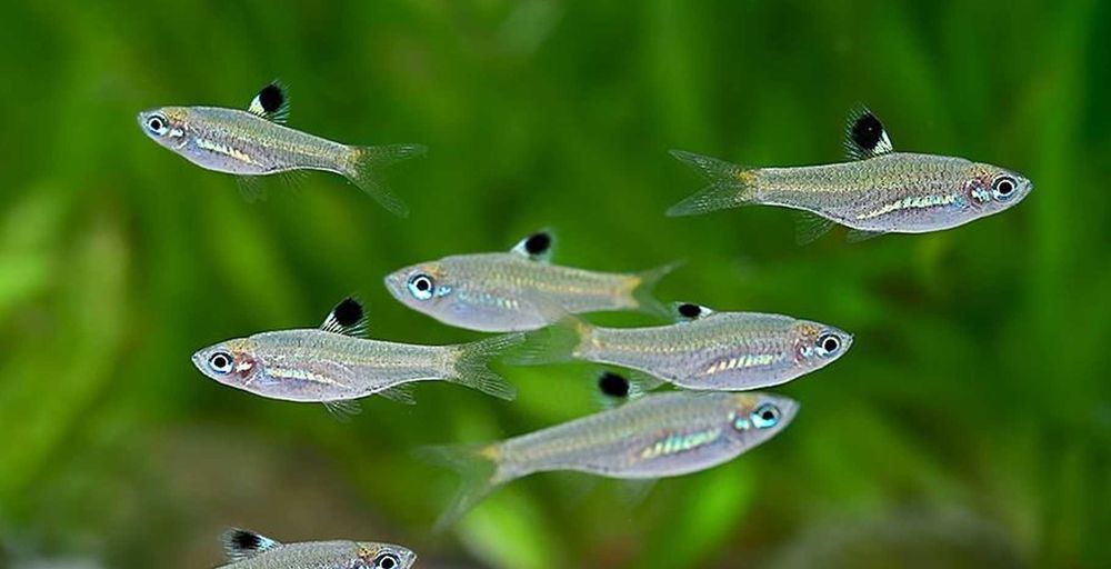 Razbora zielonooka - Rasbora dorsiocellata - dowóz, wysyłka