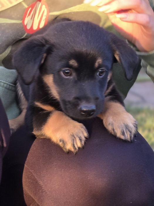 Ośmiotygodniowe szczenięta do adopcji!