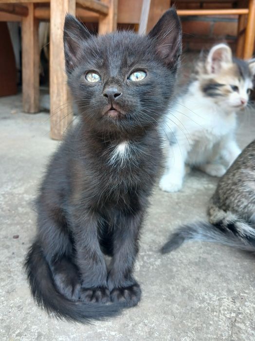 Віддаємо даром милих кошенят