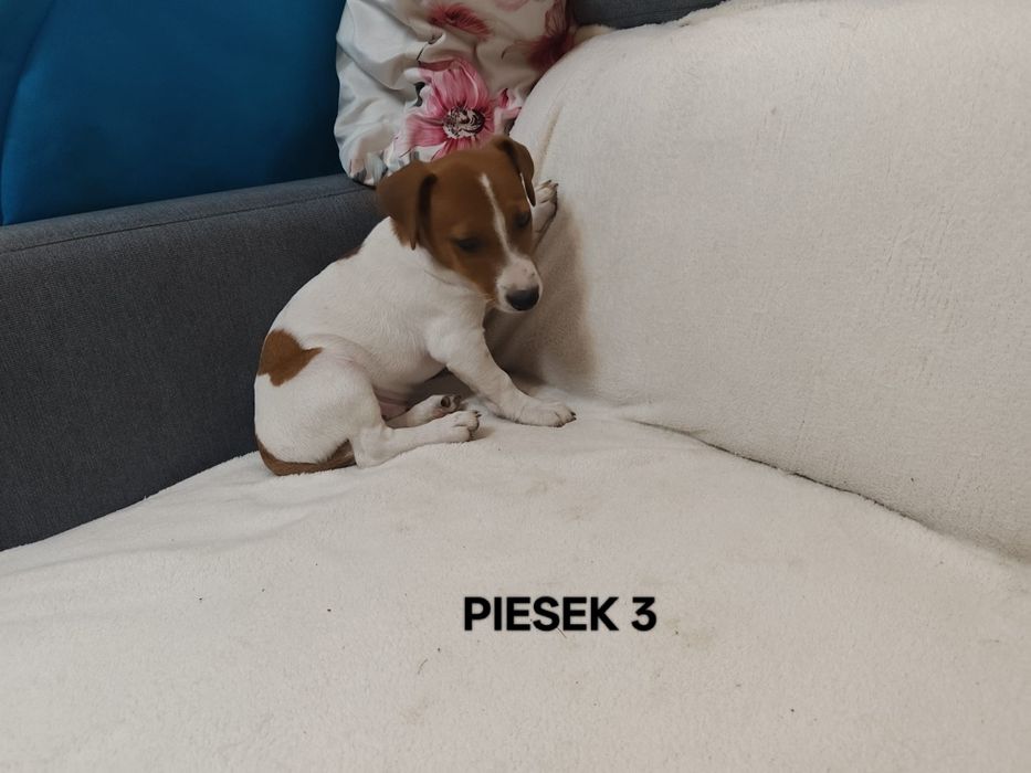 Piesek Jack Russell Terrier