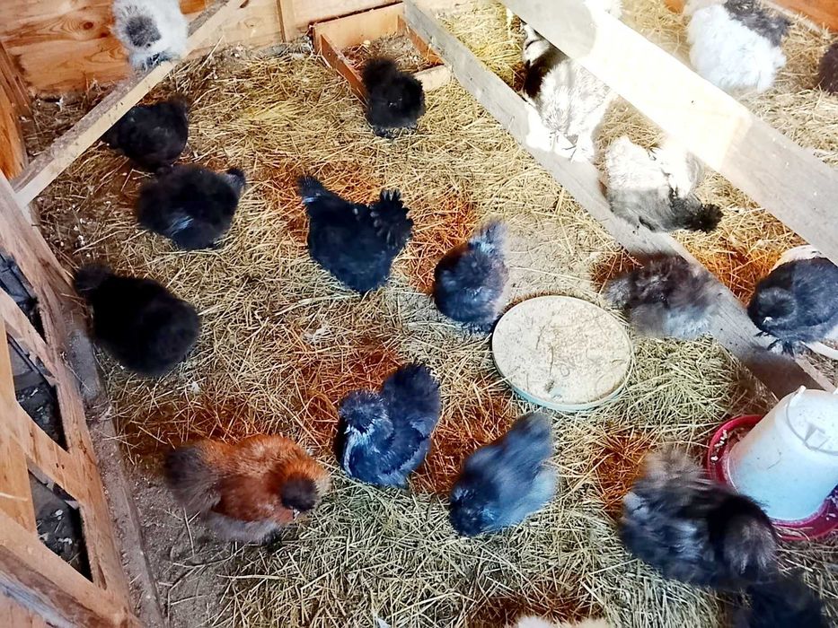 Sprzedam kogutki silki