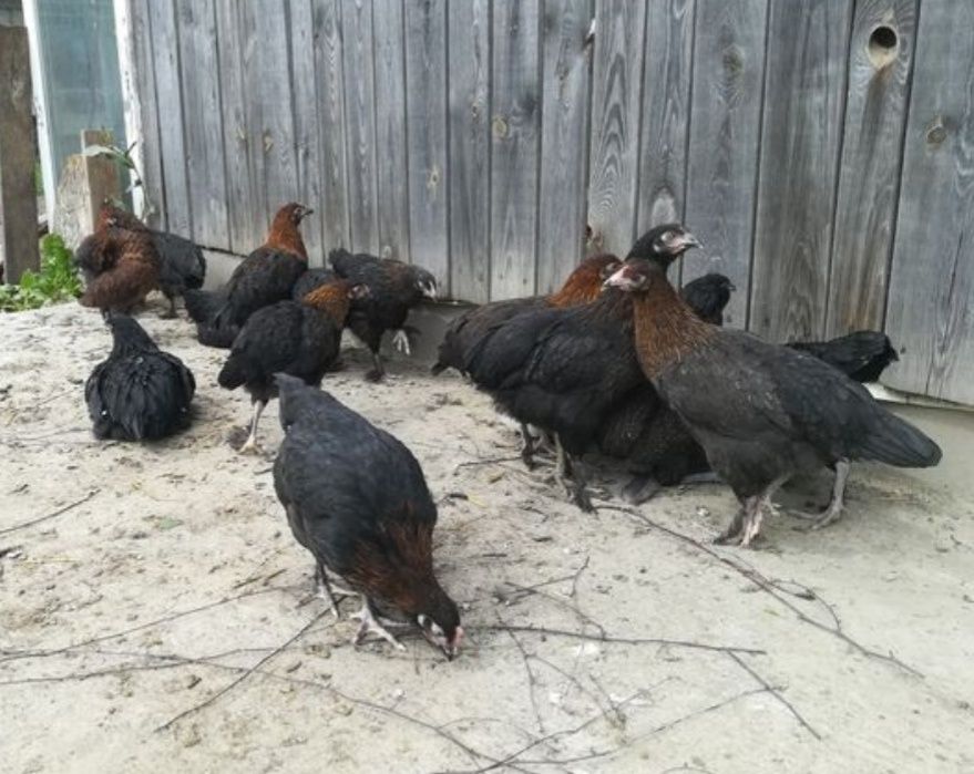 Kury marans, araukana, green Shel, blues hel, leghorn