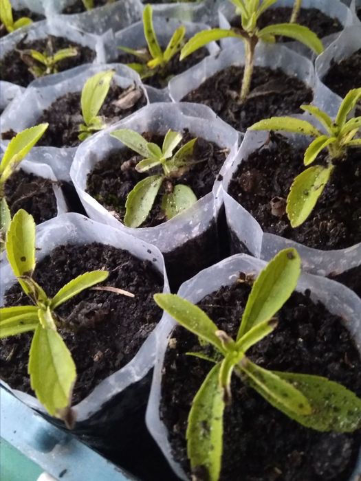 Стевія. Іспанська селекція. Природний замінник цукру