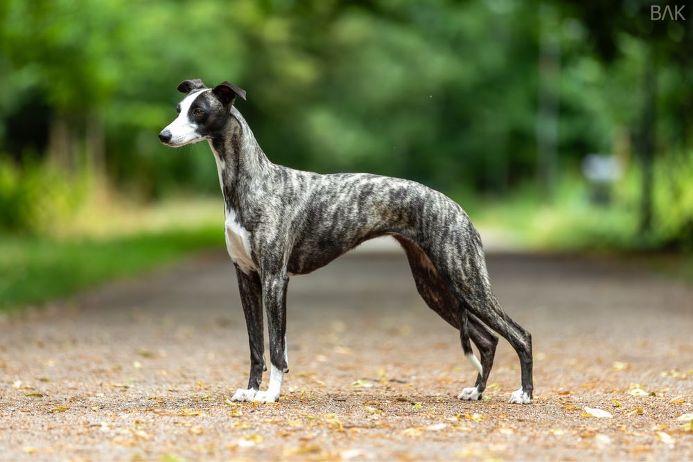 Chart Angielski WHIPPET