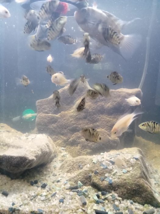 Цихліди Cuchlid рибки, акваріумні рибки ,хижаки Бучач.