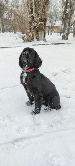 Вязка английский кокер-спаниель