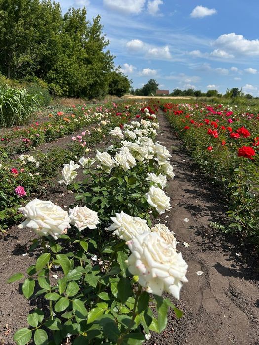 Саджанці троянд / саженцы роз. 100 грн