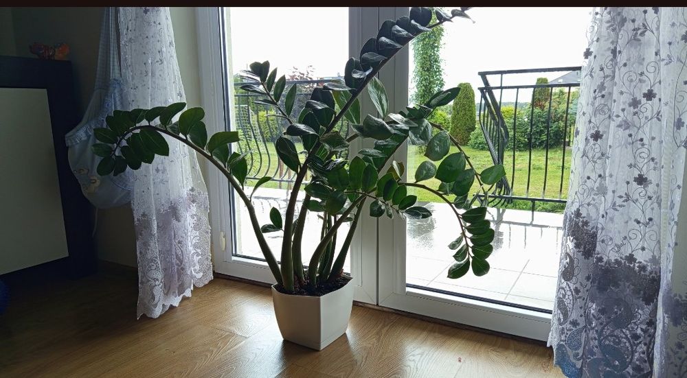 Piękny duży kwiat