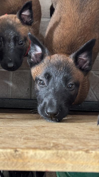 Pastor Belga Malinois Fêmea