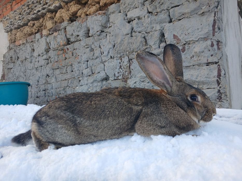 Кролиця її 5 -6 місяців порода фладири