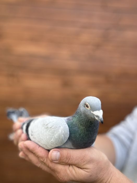 Gołąb młody 100% A . Drapa 2026