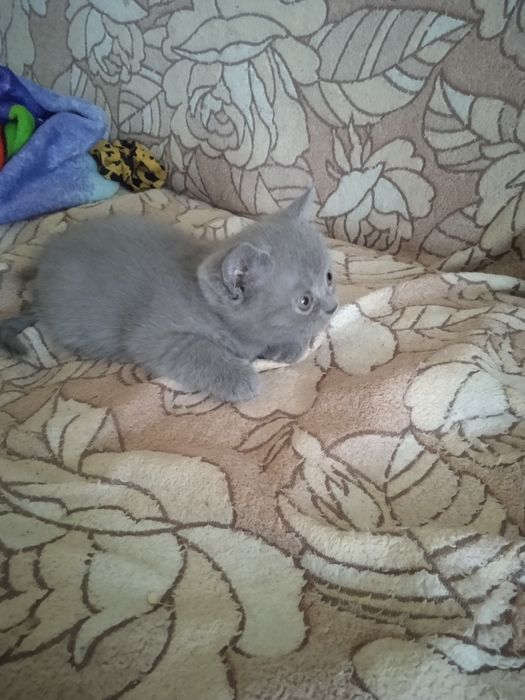 Шотландські кошенята