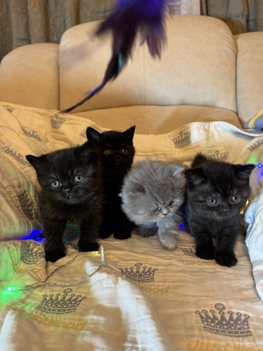 Прекрасные котята