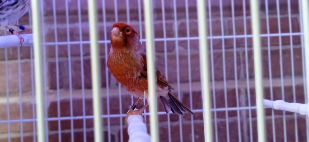 Canario Macho Agata Vermelho Intenso de 2025