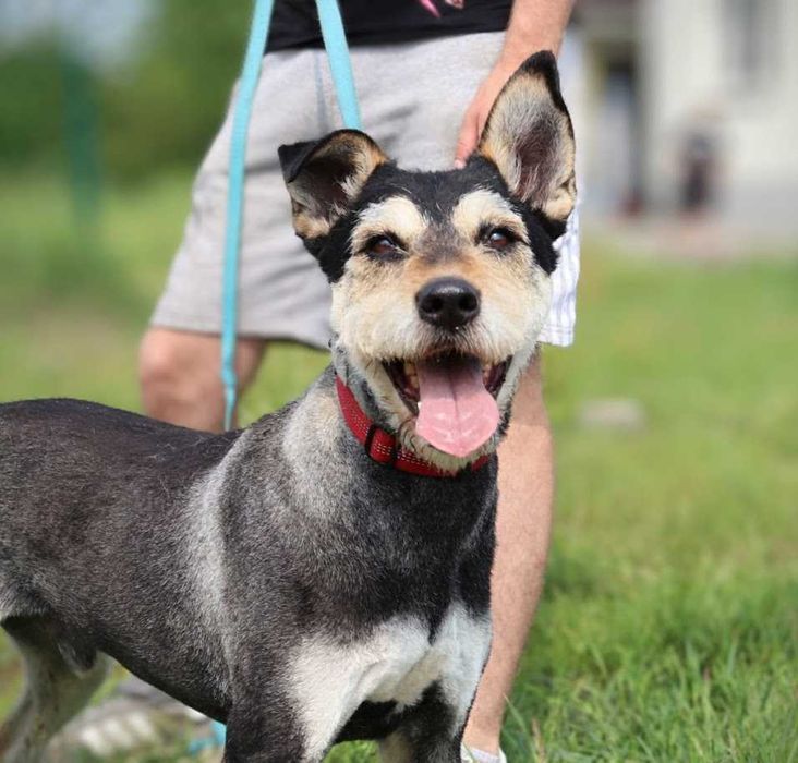 super pieseczek do adopcji