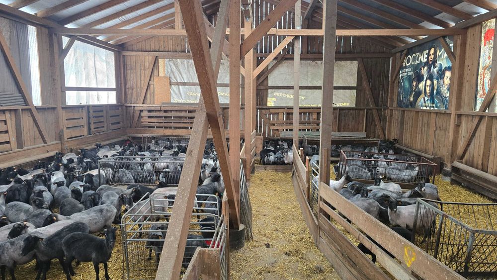 Strzyżenie owiec I baranów