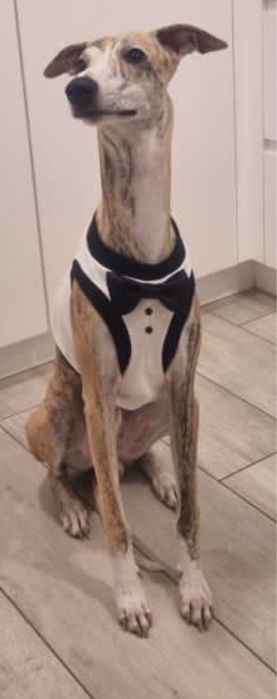 Kamizelka whippet ubranko