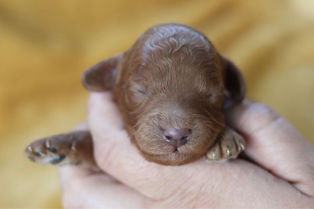 Cavapoo F2B piesek