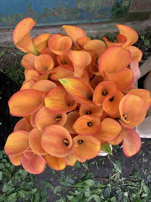 Кала зентадеская