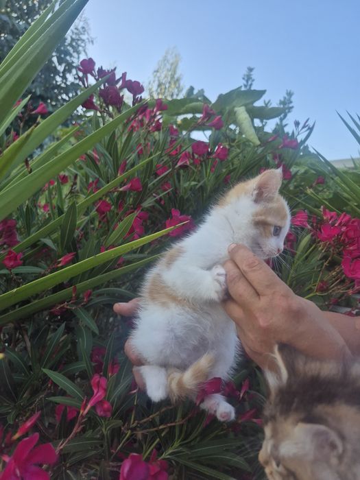 Mistura maine coon
