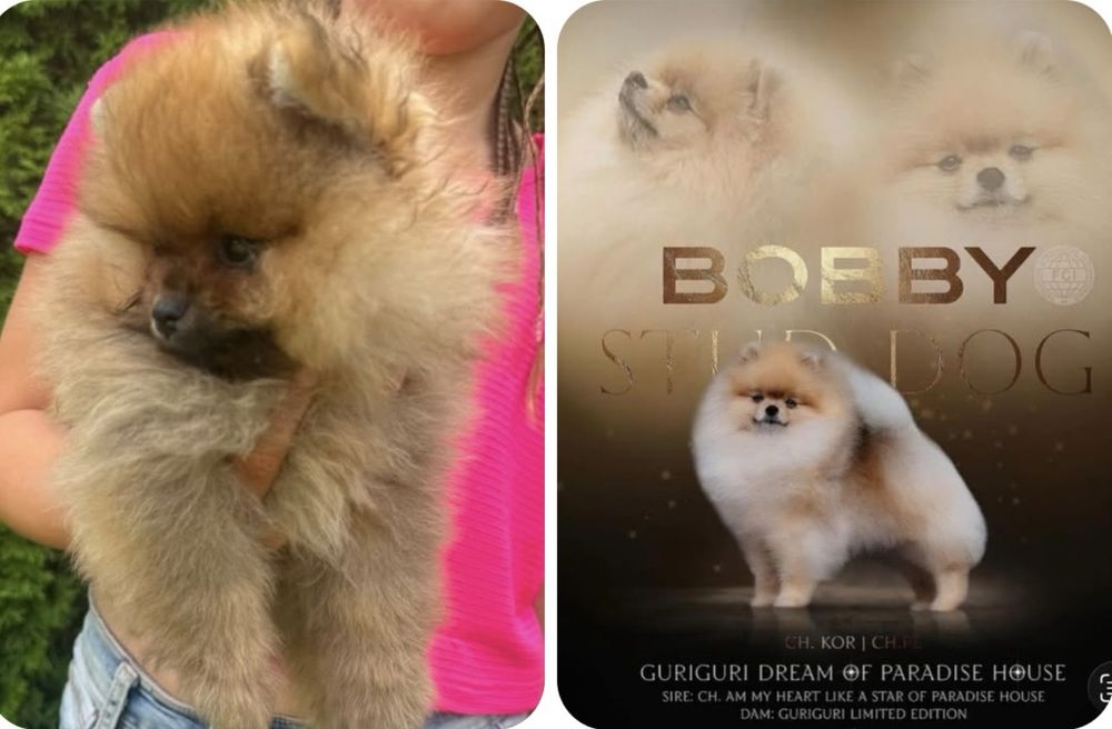 Szpic miniaturowy ,pomeranian super krew