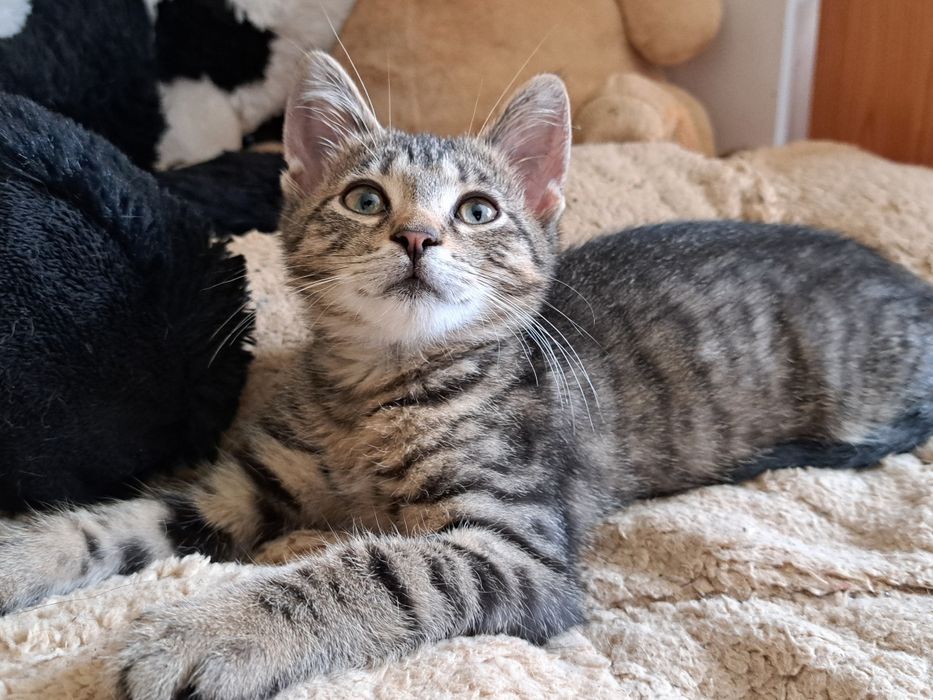 Forcik do adopcji, 4 miesięczny kociak