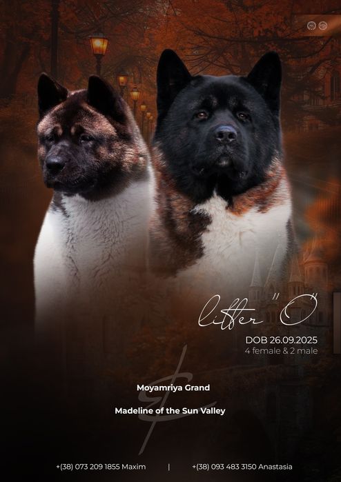 Американська акіта