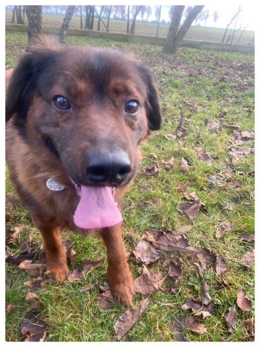 Cukier pies w typie Posokowca Bawrskiego