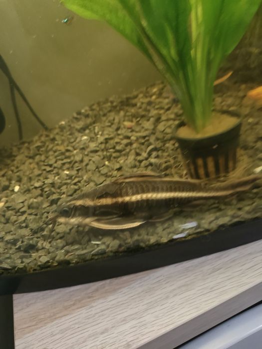 Sprzedam 4 dorosłe ryby