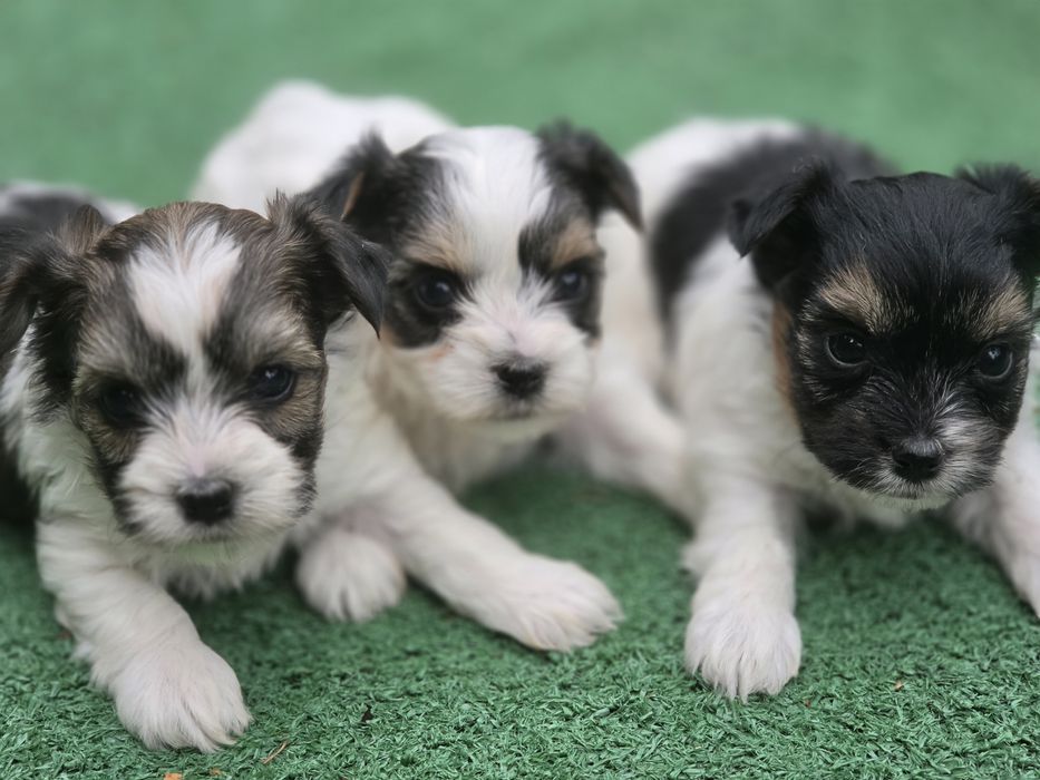 Yorkshire terrier biewer   z metrykę