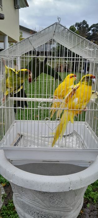 Kakarikis de bom porte