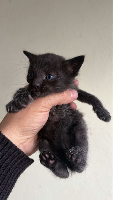 Dou gatos bebes!