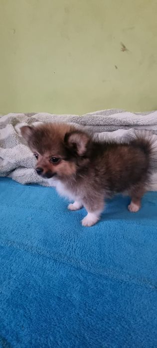 Акция Шпиц померанский щенки