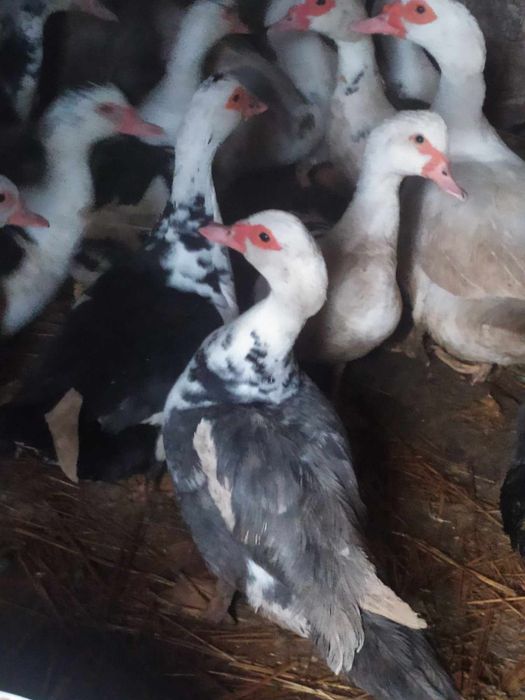 Sprzedam młode kaczki