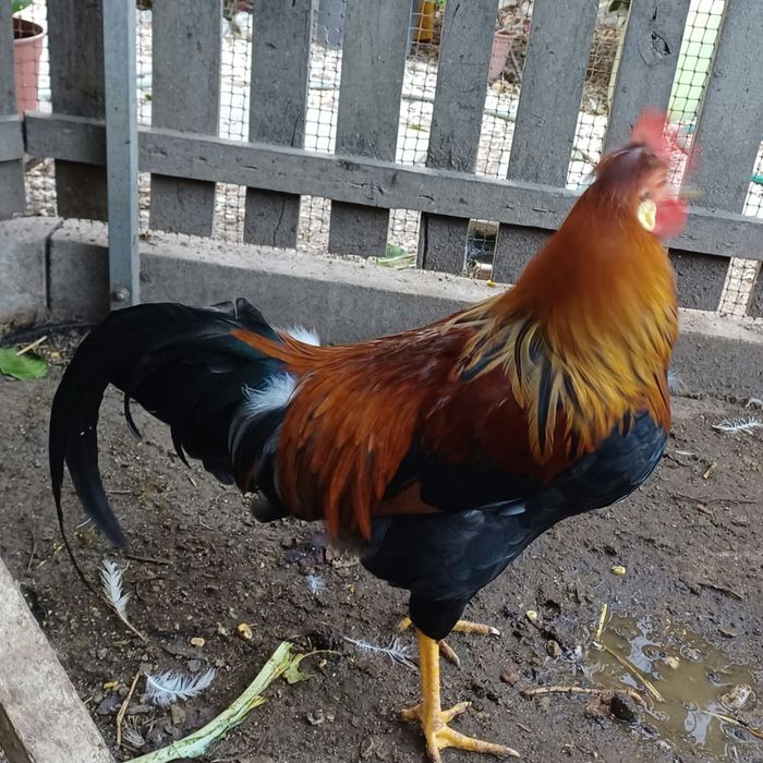 Galo Leghorn +7 meses