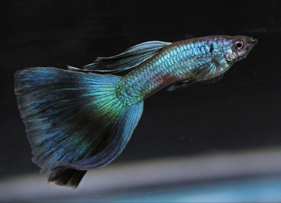 15 Guppys alevins Blue Moscow - OPORTUNIDADE